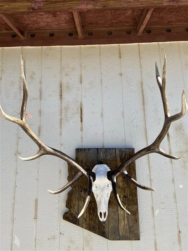 European skull mount on Arizona-shaped plaque